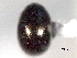  (Paracymus despectus - CNC COLEO 00150605)  @11 [ ] CreativeCommons - Attribution (2012) CNC/CBG Photography Group Centre for Biodiversity Genomics