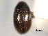  ( - CNC COLEO 00150616)  @11 [ ] CreativeCommons - Attribution (2012) CNC/CBG Photography Group Centre for Biodiversity Genomics