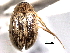  ( - CNC COLEO 00150621)  @11 [ ] CreativeCommons - Attribution (2012) CNC/CBG Photography Group Centre for Biodiversity Genomics