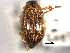  ( - CNC COLEO 00150622)  @11 [ ] CreativeCommons - Attribution (2012) CNC/CBG Photography Group Centre for Biodiversity Genomics
