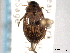 (Berosus sayi - CNC COLEO 00150633)  @15 [ ] CreativeCommons - Attribution (2012) CNC/CBG Photography Group Centre for Biodiversity Genomics