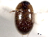  ( - CNC COLEO 00150651)  @11 [ ] CreativeCommons - Attribution (2012) CNC/CBG Photography Group Centre for Biodiversity Genomics