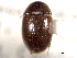  (Cymbiodyta blanchardi - CNC COLEO 00150652)  @13 [ ] CreativeCommons - Attribution (2012) CNC/CBG Photography Group Centre for Biodiversity Genomics
