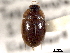  ( - CNC COLEO 00150653)  @11 [ ] CreativeCommons - Attribution (2012) CNC/CBG Photography Group Centre for Biodiversity Genomics
