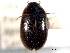  ( - CNC COLEO 00150657)  @11 [ ] CreativeCommons - Attribution (2012) CNC/CBG Photography Group Centre for Biodiversity Genomics