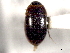  (Cymbiodyta minima - CNC COLEO 00150662)  @13 [ ] CreativeCommons - Attribution (2012) CNC/CBG Photography Group Centre for Biodiversity Genomics