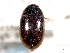  (Cymbiodyta toddi - CNC COLEO 00150671)  @11 [ ] CreativeCommons - Attribution (2012) CNC/CBG Photography Group Centre for Biodiversity Genomics