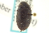 (Tropisternus glaber - CNC COLEO 00150750)  @13 [ ] CreativeCommons - Attribution (2012) CNC/CBG Photography Group Centre for Biodiversity Genomics