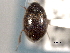  ( - CNC COLEO 00150772)  @13 [ ] CreativeCommons - Attribution (2012) CNC/CBG Photography Group Centre for Biodiversity Genomics