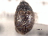 ( - CNC COLEO 00150774)  @11 [ ] CreativeCommons - Attribution (2012) CNC/CBG Photography Group Centre for Biodiversity Genomics