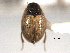  ( - CNC COLEO 00150779)  @11 [ ] CreativeCommons - Attribution (2012) CNC/CBG Photography Group Centre for Biodiversity Genomics