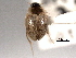  ( - CNC COLEO 00150782)  @11 [ ] CreativeCommons - Attribution (2012) CNC/CBG Photography Group Centre for Biodiversity Genomics