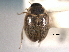  ( - CNC COLEO 00150783)  @11 [ ] CreativeCommons - Attribution (2012) CNC/CBG Photography Group Centre for Biodiversity Genomics