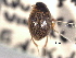 ( - CNC COLEO 00150789)  @11 [ ] CreativeCommons - Attribution (2012) CNC/CBG Photography Group Centre for Biodiversity Genomics