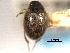  (Laccobius minutoides - CNC COLEO 00150790)  @12 [ ] CreativeCommons - Attribution (2012) CNC/CBG Photography Group Centre for Biodiversity Genomics