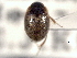 ( - CNC COLEO 00150797)  @11 [ ] CreativeCommons - Attribution (2012) CNC/CBG Photography Group Centre for Biodiversity Genomics