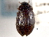  ( - CNC COLEO 00150807)  @11 [ ] CreativeCommons - Attribution (2012) CNC/CBG Photography Group Centre for Biodiversity Genomics