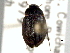  ( - CNC COLEO 00150808)  @11 [ ] CreativeCommons - Attribution (2012) CNC/CBG Photography Group Centre for Biodiversity Genomics
