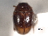  ( - CNC COLEO 00150818)  @11 [ ] CreativeCommons - Attribution (2012) CNC/CBG Photography Group Centre for Biodiversity Genomics
