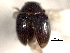  ( - CNC COLEO 00150826)  @11 [ ] CreativeCommons - Attribution (2012) CNC/CBG Photography Group Centre for Biodiversity Genomics