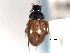  ( - CNC COLEO 00150857)  @11 [ ] CreativeCommons - Attribution (2012) CNC/CBG Photography Group Centre for Biodiversity Genomics