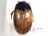  ( - CNC COLEO 00150864)  @11 [ ] CreativeCommons - Attribution (2012) CNC/CBG Photography Group Centre for Biodiversity Genomics