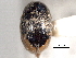  ( - CNC COLEO 00150880)  @11 [ ] CreativeCommons - Attribution (2012) CNC/CBG Photography Group Centre for Biodiversity Genomics