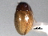 ( - CNC COLEO 00150883)  @11 [ ] CreativeCommons - Attribution (2012) CNC/CBG Photography Group Centre for Biodiversity Genomics