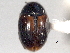 ( - CNC COLEO 00150896)  @11 [ ] CreativeCommons - Attribution (2012) CNC/CBG Photography Group Centre for Biodiversity Genomics