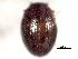  ( - CNC COLEO 00150906)  @11 [ ] CreativeCommons - Attribution (2012) CNC/CBG Photography Group Centre for Biodiversity Genomics