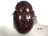  ( - CNC COLEO 00150909)  @11 [ ] CreativeCommons - Attribution (2012) CNC/CBG Photography Group Centre for Biodiversity Genomics