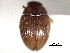  ( - CNC COLEO 00150918)  @11 [ ] CreativeCommons - Attribution (2012) CNC/CBG Photography Group Centre for Biodiversity Genomics