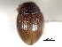  ( - CNC COLEO 00150919)  @11 [ ] CreativeCommons - Attribution (2012) CNC/CBG Photography Group Centre for Biodiversity Genomics