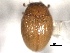  ( - CNC COLEO 00150920)  @11 [ ] CreativeCommons - Attribution (2012) CNC/CBG Photography Group Centre for Biodiversity Genomics
