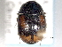  ( - CNC COLEO 00150945)  @11 [ ] CreativeCommons - Attribution (2012) CNC/CBG Photography Group Centre for Biodiversity Genomics