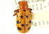  ( - CNC COLEO 00151098)  @11 [ ] CreativeCommons - Attribution (2012) CNC/CBG Photography Group Centre for Biodiversity Genomics