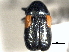  ( - CNC COLEO 00151131)  @13 [ ] CreativeCommons - Attribution (2012) CNC/CBG Photography Group Centre for Biodiversity Genomics