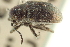  ( - CNC COLEO 00151342)  @11 [ ] CreativeCommons - Attribution (2012) CNC/CBG Photography Group Centre for Biodiversity Genomics