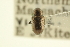  ( - CNC COLEO 00151344)  @13 [ ] CreativeCommons - Attribution (2012) CNC/CBG Photography Group Centre for Biodiversity Genomics