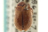  ( - CNC COLEO 00151398)  @11 [ ] CreativeCommons - Attribution (2012) CNC/CBG Photography Group Centre for Biodiversity Genomics