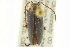  ( - CNC COLEO 00151408)  @13 [ ] CreativeCommons - Attribution (2012) CNC/CBG Photography Group Centre for Biodiversity Genomics