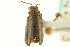 (Trirhabda borealis - CNC COLEO 00151412)  @14 [ ] CreativeCommons - Attribution (2012) CNC/CBG Photography Group Centre for Biodiversity Genomics