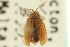  ( - CNC COLEO 00151498)  @11 [ ] CreativeCommons - Attribution (2012) CNC/CBG Photography Group Centre for Biodiversity Genomics
