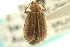  ( - CNC COLEO 00151527)  @11 [ ] CreativeCommons - Attribution (2012) CNC/CBG Photography Group Centre for Biodiversity Genomics