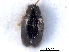  ( - CNC COLEO 00151620)  @11 [ ] CreativeCommons - Attribution (2012) CNC/CBG Photography Group Centre for Biodiversity Genomics