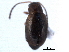  ( - CNC COLEO 00151631)  @11 [ ] CreativeCommons - Attribution (2012) CNC/CBG Photography Group Centre for Biodiversity Genomics