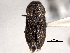  ( - CNC COLEO 00156737)  @14 [ ] CreativeCommons - Attribution (2012) CNC/CBG Photography Group Centre for Biodiversity Genomics