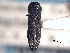  (Agrilaxia - CNC COLEO 00156744)  @13 [ ] CreativeCommons - Attribution (2012) CNC/CBG Photography Group Centre for Biodiversity Genomics