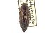  (Buprestis lineata - CNC COLEO 00156781)  @13 [ ] CreativeCommons - Attribution (2012) CNC/CBG Photography Group Centre for Biodiversity Genomics