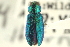  ( - CNC COLEO 00156803)  @11 [ ] CreativeCommons - Attribution (2012) CNC/CBG Photography Group Centre for Biodiversity Genomics